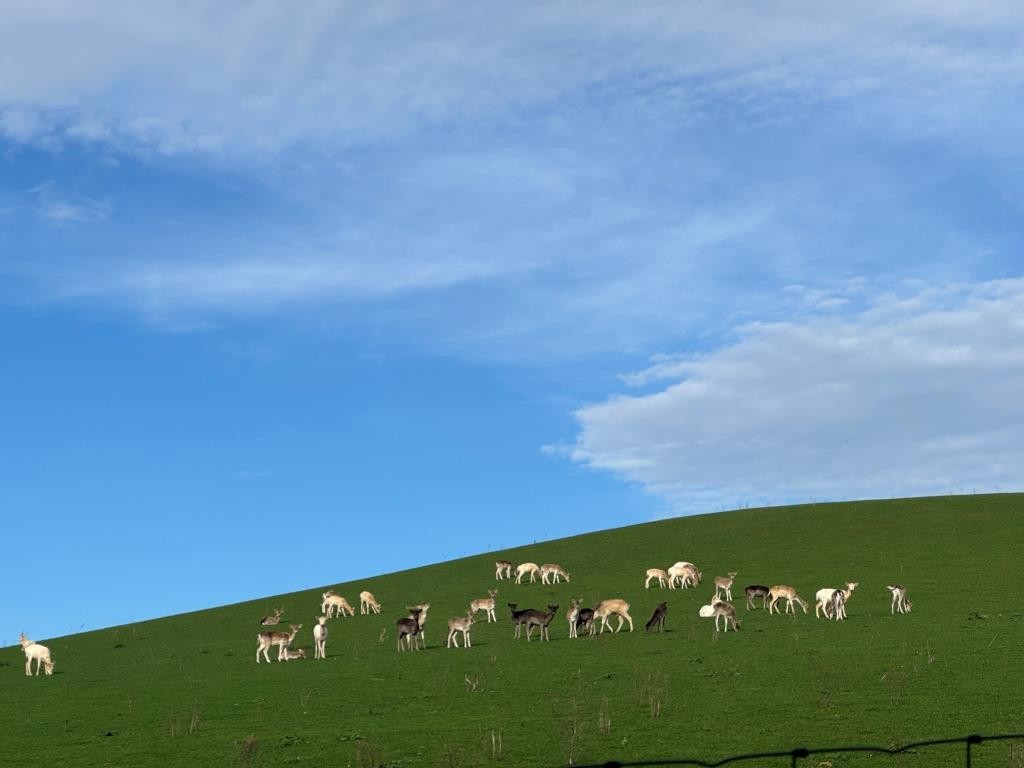 Lot: 98 - HALF AN ACRE AND BARN WITH POTENTIAL IN ATTRACTIVE SEMI-RURAL LOCATION - Looking From The Site Towards the Deer Farm